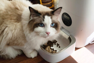 布偶猫享用美味猫粮