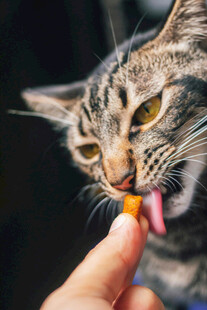 猫咪被喂零食瞬间