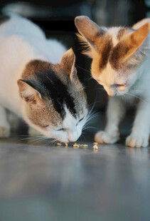 三只猫咪低头进食瞬间