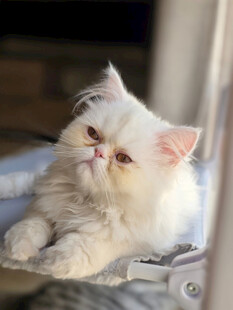 可爱波斯猫惬意躺卧