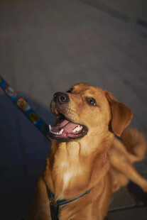 可爱棕犬张嘴露舌显欢快