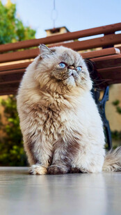 可爱长毛猫端坐