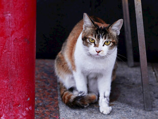 三色猫咪蹲坐于红柱旁