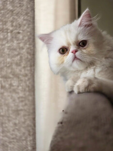 可爱猫咪趴在沙发扶手上