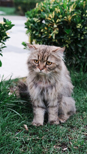 草地上的长毛猫咪