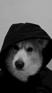 穿斗篷的可爱柯基犬
