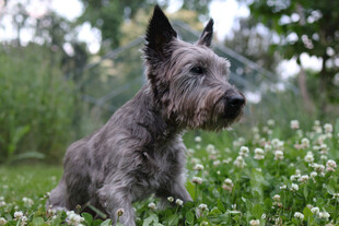草地上的可爱雪纳瑞犬