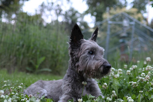 草地上的灰色梗犬