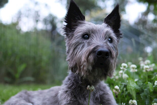 灰色梗犬于花草间静望