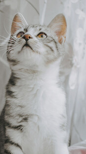 仰头的可爱斑纹猫咪
