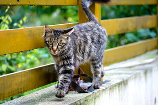 狸花猫在木栈道上行走