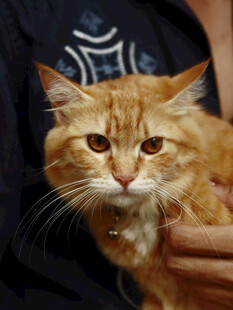 可爱橘色长毛猫被人抱着