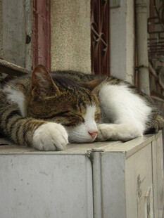 慵懒猫咪躺卧休憩