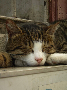 酣睡的猫咪