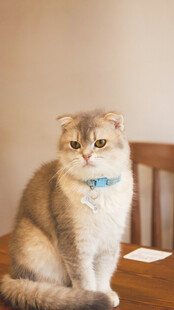 可爱猫咪端坐木椅