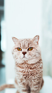 可爱猫咪特写