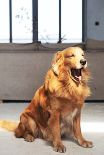 坐着的金毛犬