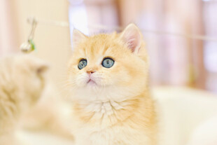 可爱金渐层猫咪抬头凝望