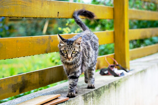 木栏边行走的长毛猫咪