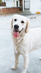 可爱金毛犬张嘴露舌