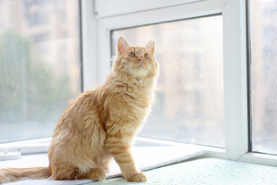 窗边橘猫望向窗外