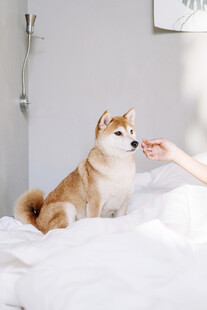 人与柴犬温馨互动瞬间