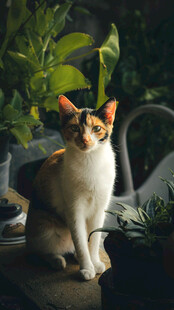 三色猫坐于绿植间