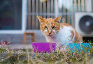 橘猫在户外专注进食
