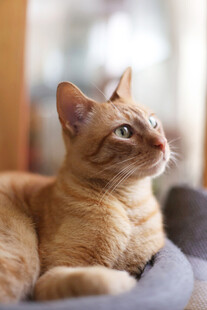 橘猫惬意躺卧