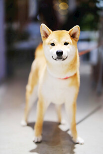 可爱柴犬站立姿态展示