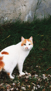 白橘猫于石旁站立