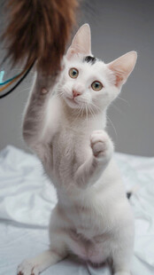 可爱白猫玩逗猫棒