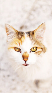 可爱三色猫特写