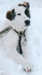雪地中趴着的可爱小狗