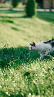 草地上的可爱猫咪
