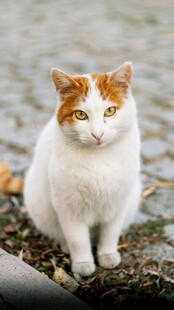 白身橘头猫蹲坐于地面