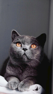 蓝猫趴卧