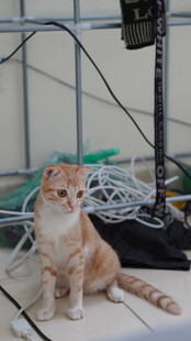 橘猫在设备旁安静坐着