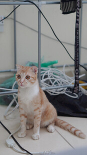 小猫置身杂乱电线旁