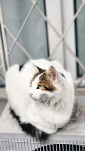 窗边可爱长毛猫