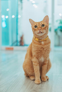 可爱橘猫室内乖巧端坐