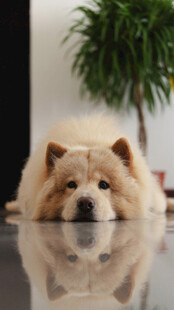 趴着的可爱松狮犬