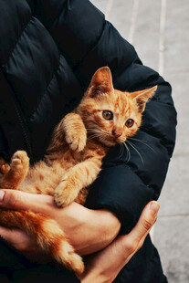 怀中橘猫
