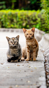 两只可爱小猫户外同框