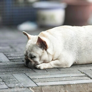 趴着休息的白色法国斗牛犬