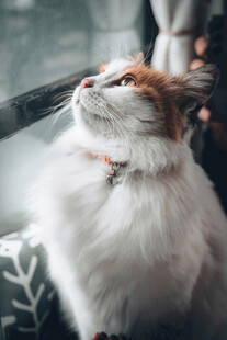 仰头猫咪
