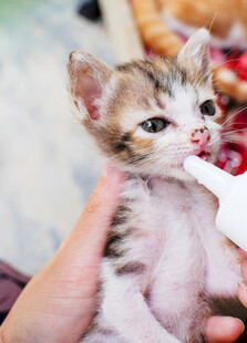 小猫被人用奶瓶喂奶