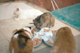 猫咪们围食盘中食物