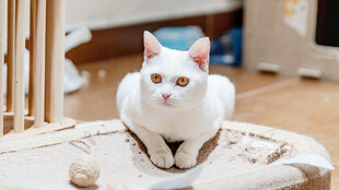 可爱猫咪端坐猫窝