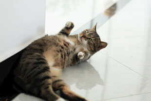 猫咪惬意躺地玩逗猫棒